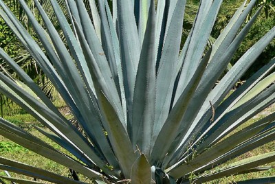 AGAVE - AGAVE TEQUILANA
