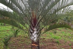 PALMIER TRIANGLE - DYPSIS DECARYI