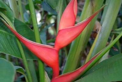 BALISIER - HELICONIA STRICTA