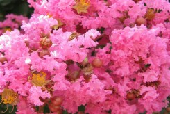 LILAS DES INDES fleurs roses - LAGERSTROEMIA INDICA